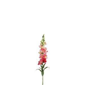 Countryfield Antirrhinum Majus Dunkelrosa