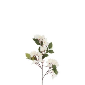 Countryfield Bougainvillea Weiß