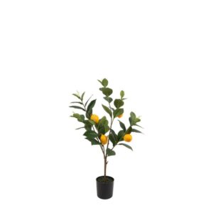 Countryfield Zitronenbaum