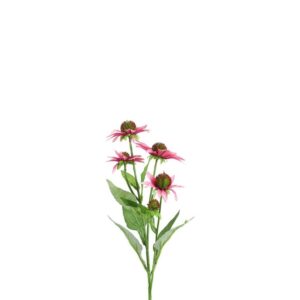 Countryfield Echinacea Rosa