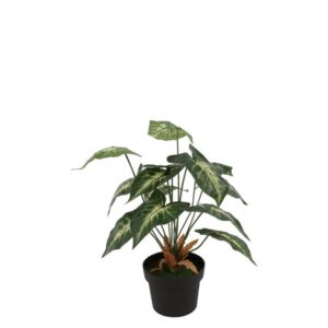 Countryfield Künstliche Pflanze Alocasia Heterophylla