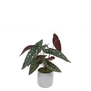 Countryfield Kunstpflanze Begonia Maculata Gepunktete Pflanze