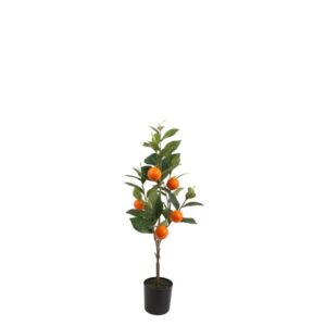 Countryfield Mandarinenbaum