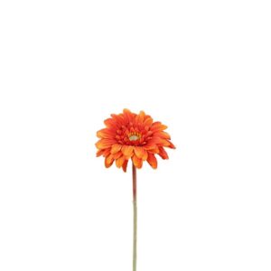 Countryfield Gerbera Orange