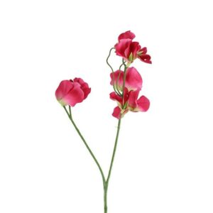 Countryfield Lathyrus oradus Dunkelrosa