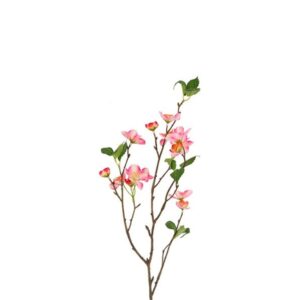 Countryfield Malus Dunkelrosa