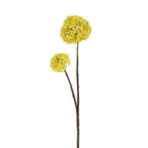 Countryfield-Blume Allium Gelb