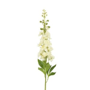 Countryfield-Blume Matthiola Creme