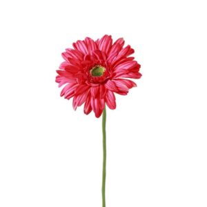 Countryfield Gerbera Dunkelrosa