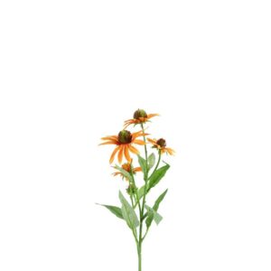 Countryfield Countryfield Echinacea Orange