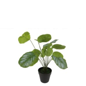 Countryfield Kunstpflanze Calathea Fasciata