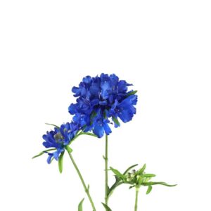 Countryfield Scabiosa Rosa-Blau