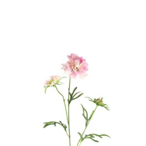 Countryfield Scabiosa Rosa